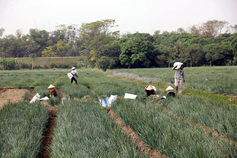 Bóc mẽ chiêu lừa hành tỏi Trung Quốc giả hàng Kinh Môn - Hải Dương