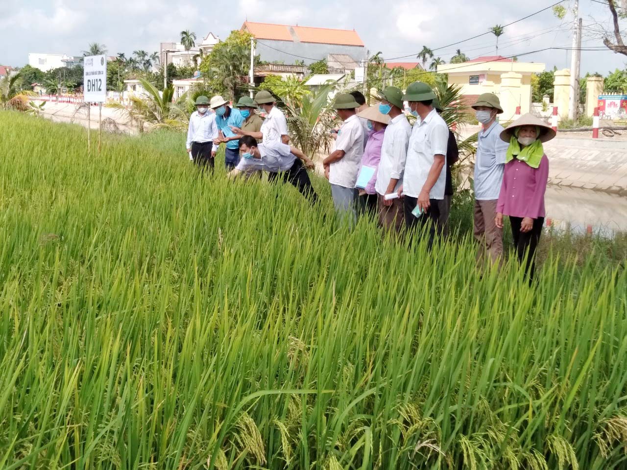 Giống lúa thuần ĐH12 cho năng suất cao, chống chịu một số loại sâu bệnh hại