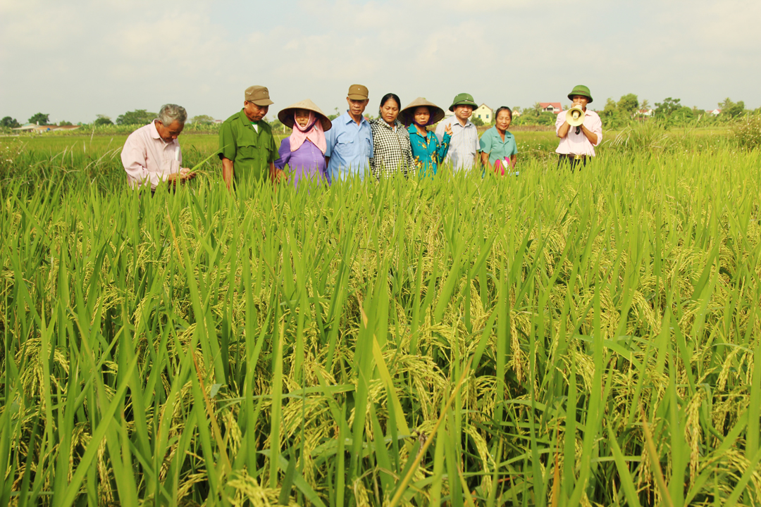 Mô hình lúa N25 ngắn ngày phục vụ luân canh tăng vụ