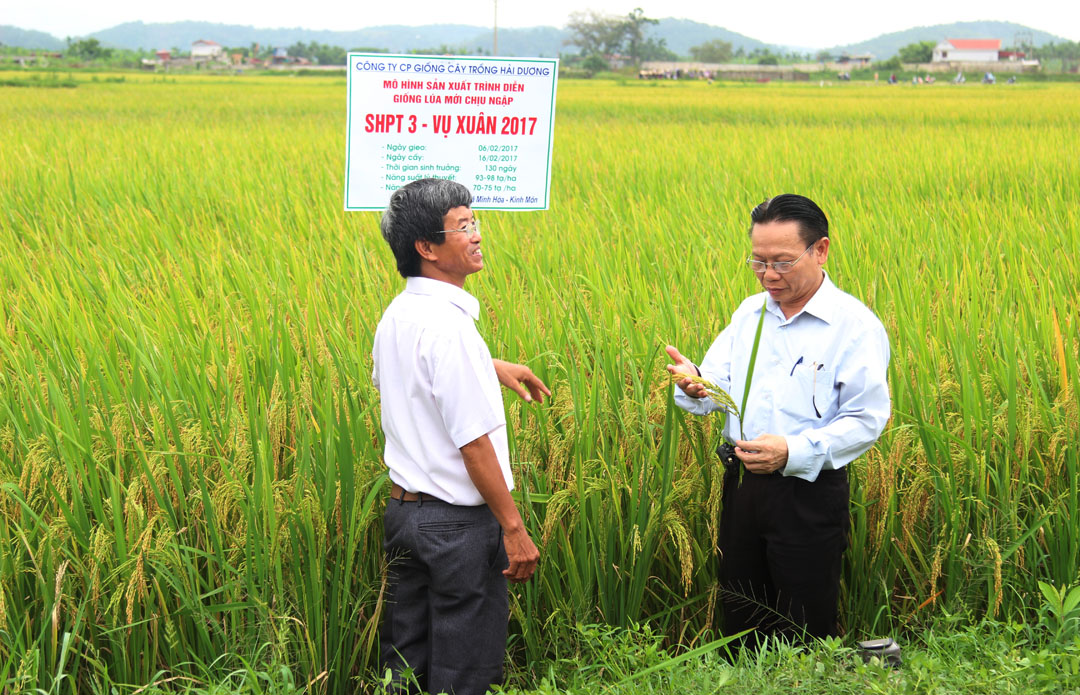 Công ty Cổ phần Giống cây trồng Hải Dương: Ứng dụng khoa học công nghệ nâng cao năng suất chất lượng sản phẩm