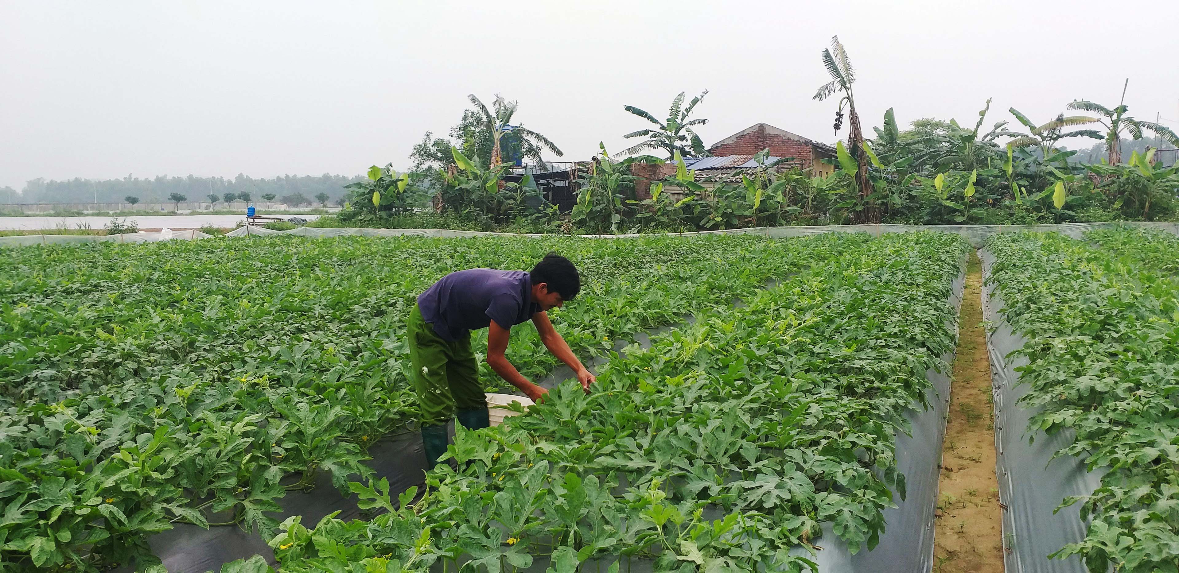 Sản xuất và ứng dụng màng phủ sinh học tự phân hủy phục vụ sản xuất rau màu