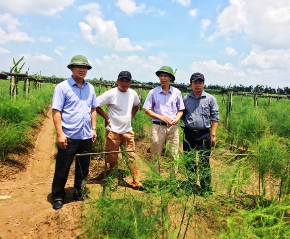 Cây măng tây trên đất Chí Linh  