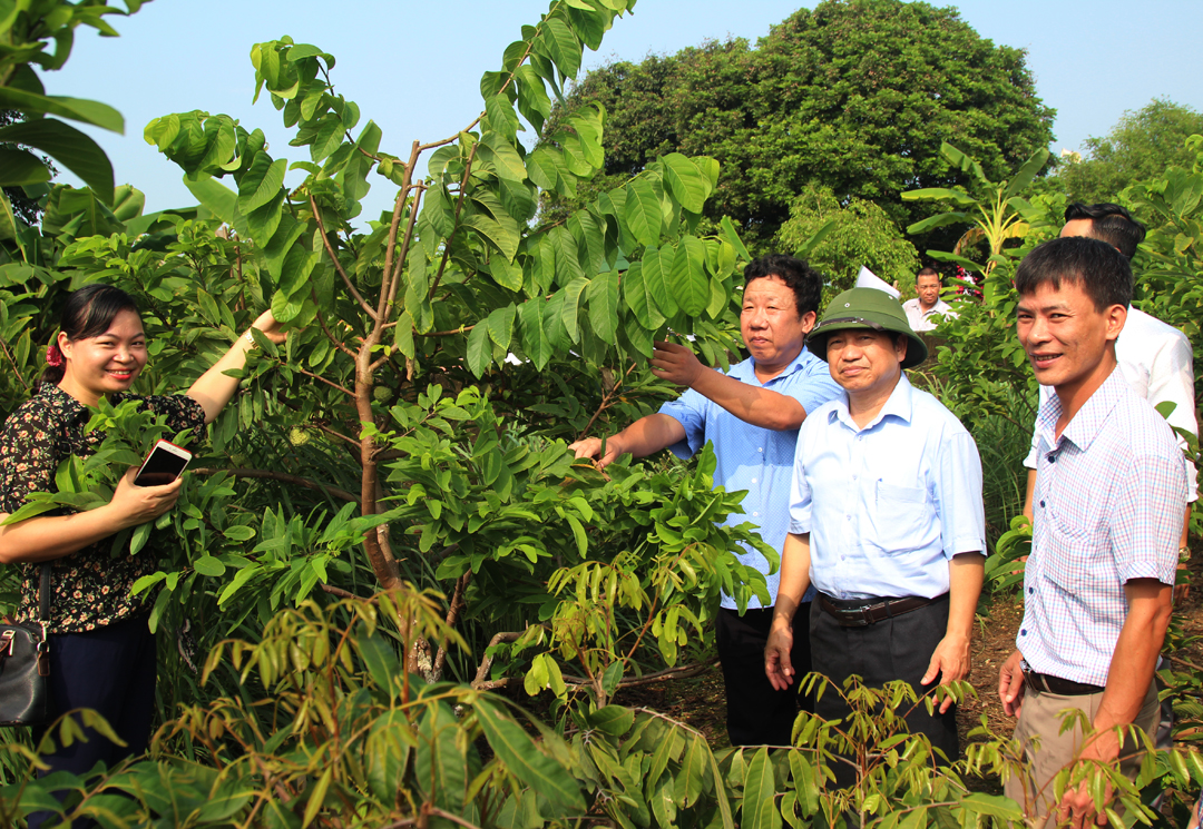 Chí Linh: Cải tạo và xây dựng vùng sản xuất na theo tiêu chuẩn VietGAP