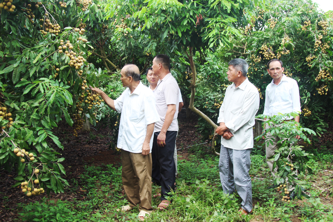 Xây dựng mô hình thâm canh cây nhãn ở Chí Linh