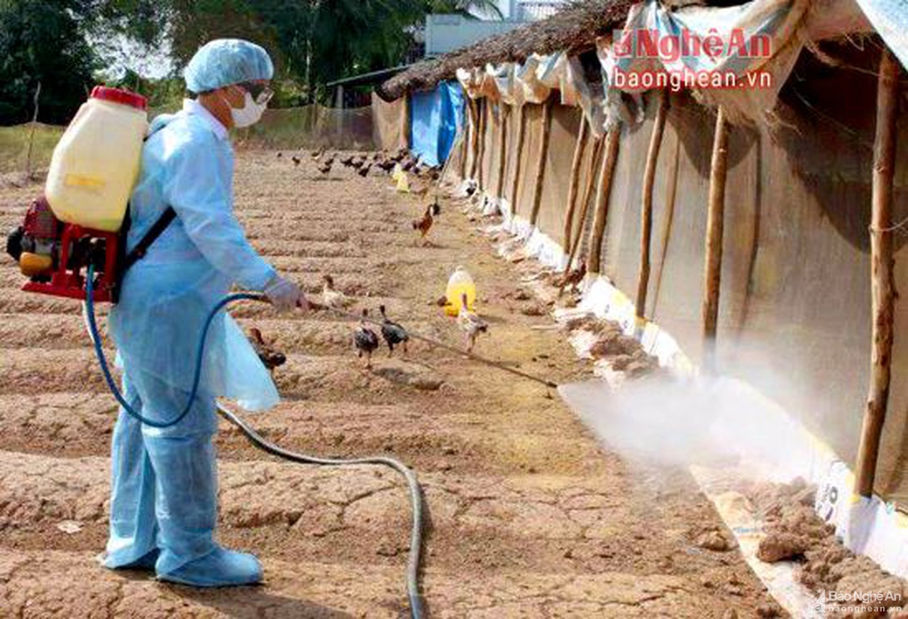 Hải Dương: Tăng cường phòng chống bệnh Cúm A(H5N1) trên gia cầm và ở người