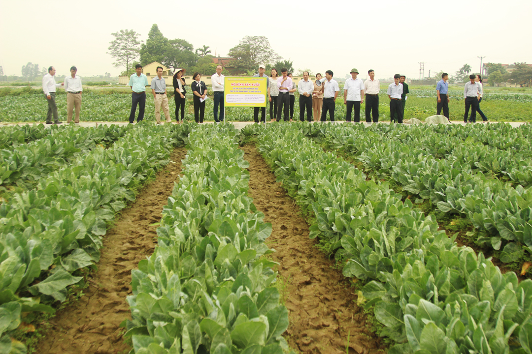 Kết quả Chương trình ứng dụng khoa học và công nghệ góp phần xây dựng nông thôn mới tỉnh Hải Dương