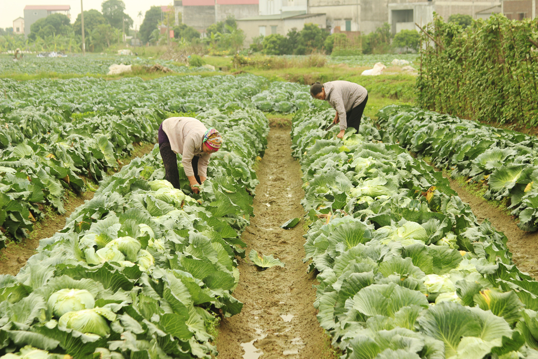 Những nông dân bám ruộng