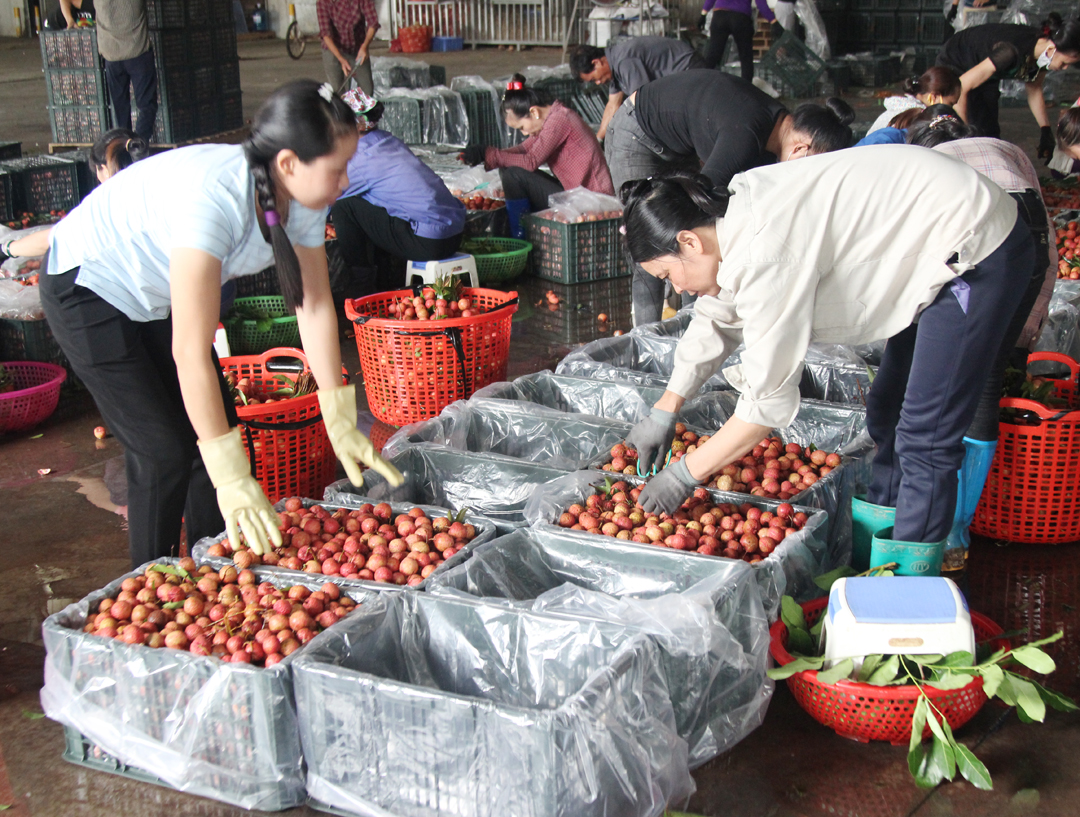 Sản xuất và các giải pháp chủ yếu tiêu thụ vải thiều