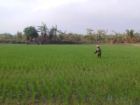 Trung tâm Ứng dụng khoa học, công nghệ và Khảo nghiệm giống: thực hiện công tác khảo nghiệm giống cây trồng vụ mùa năm 2022