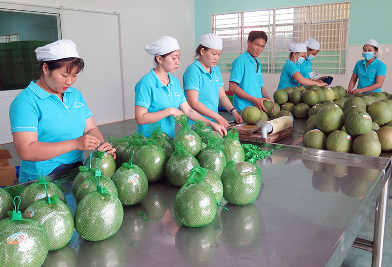 Vượt qua các rào cản kỹ thuật, mở rộng thị trường nông sản Việt Nam