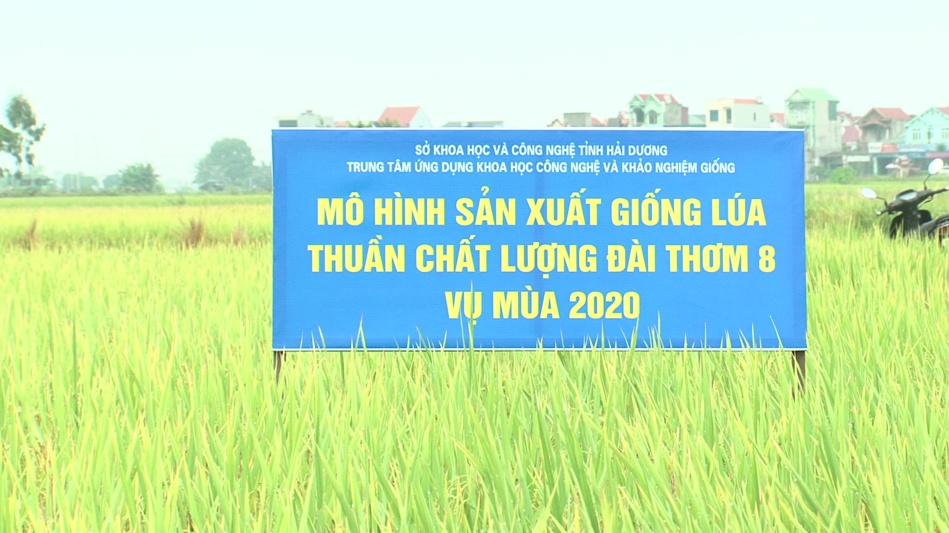 Chuyển giao ứng dụng tiến bộ khoa học và công nghệ trong sản xuất lúa chất lượng Đài Thơm 8