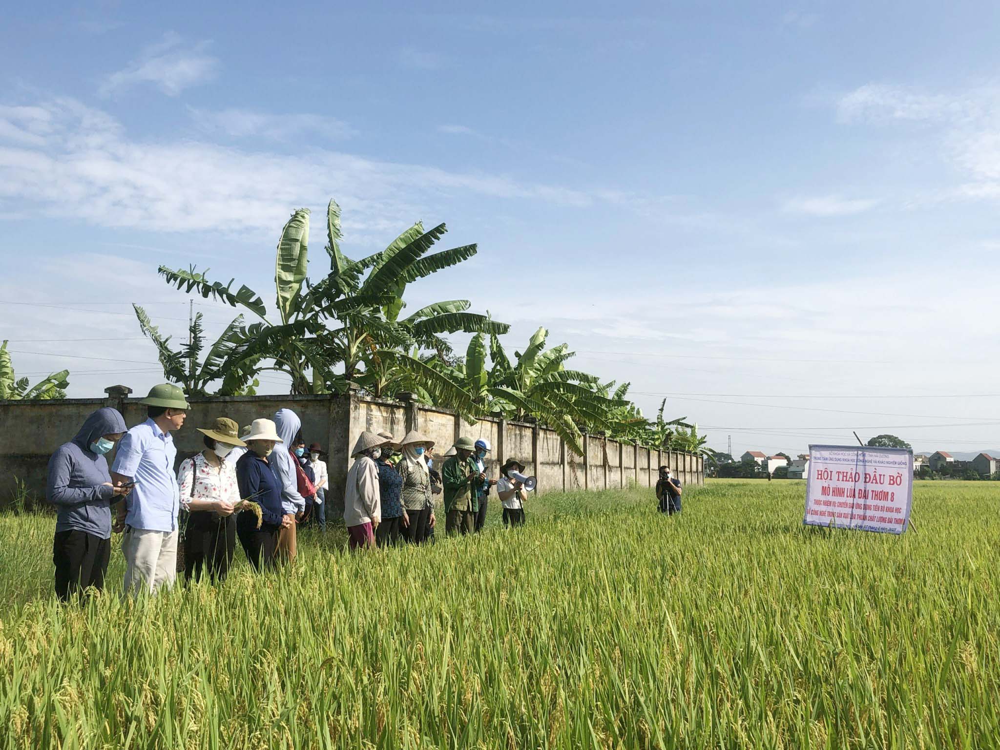 Chuyển giao ứng dụng tiến bộ kỹ thuật khoa học và công nghệ trong sản xuất lúa chất lượng Đài Thơm 8