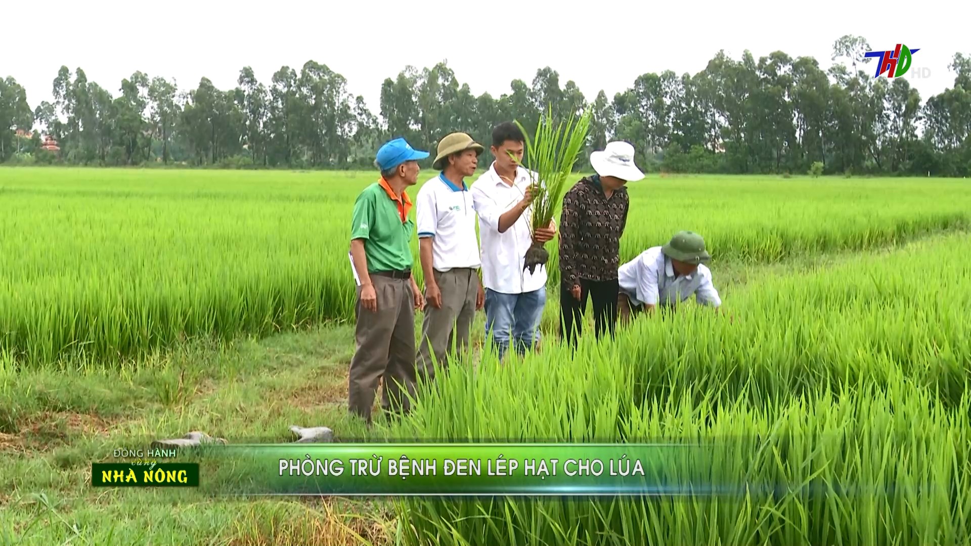 Video clip: Phòng trừ bệnh đen lép hạt cho lúa