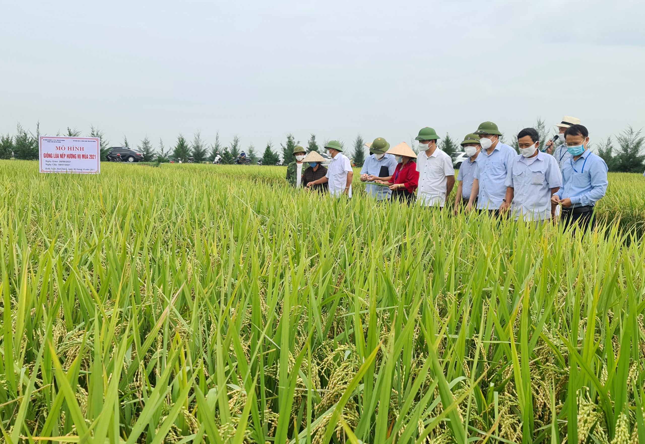 Mô hình sản xuất giống lúa Nếp Hương trên địa bàn tỉnh Hải Dương