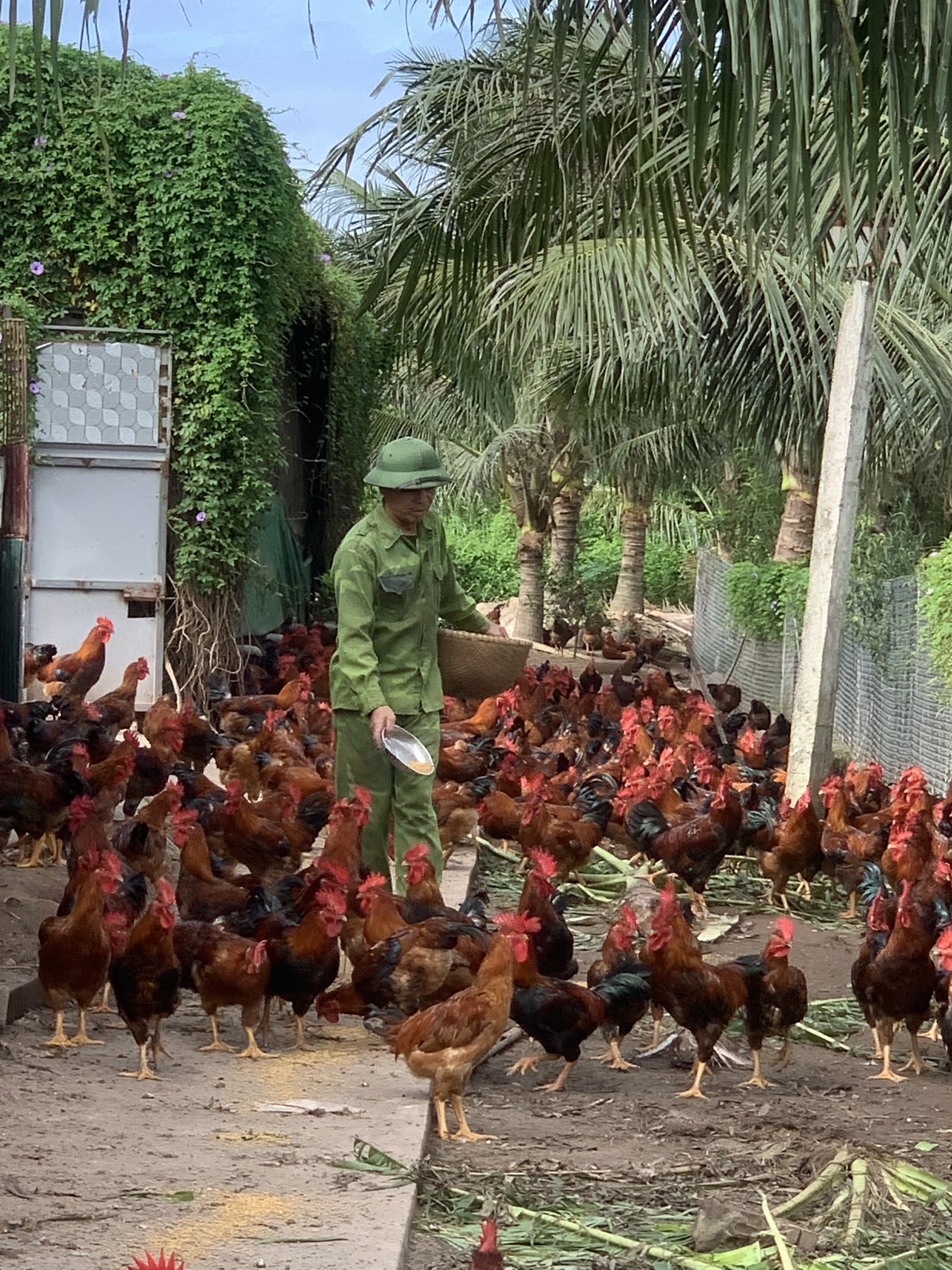 Chuyển giao ứng dụng TBKH Công nghệ trong chăn nuôi  giống gà trống J-Dabaco thương phẩm