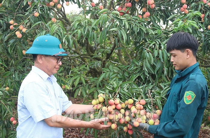 Hợp tác xã đưa vải thiều Thanh Hà vào siêu thị