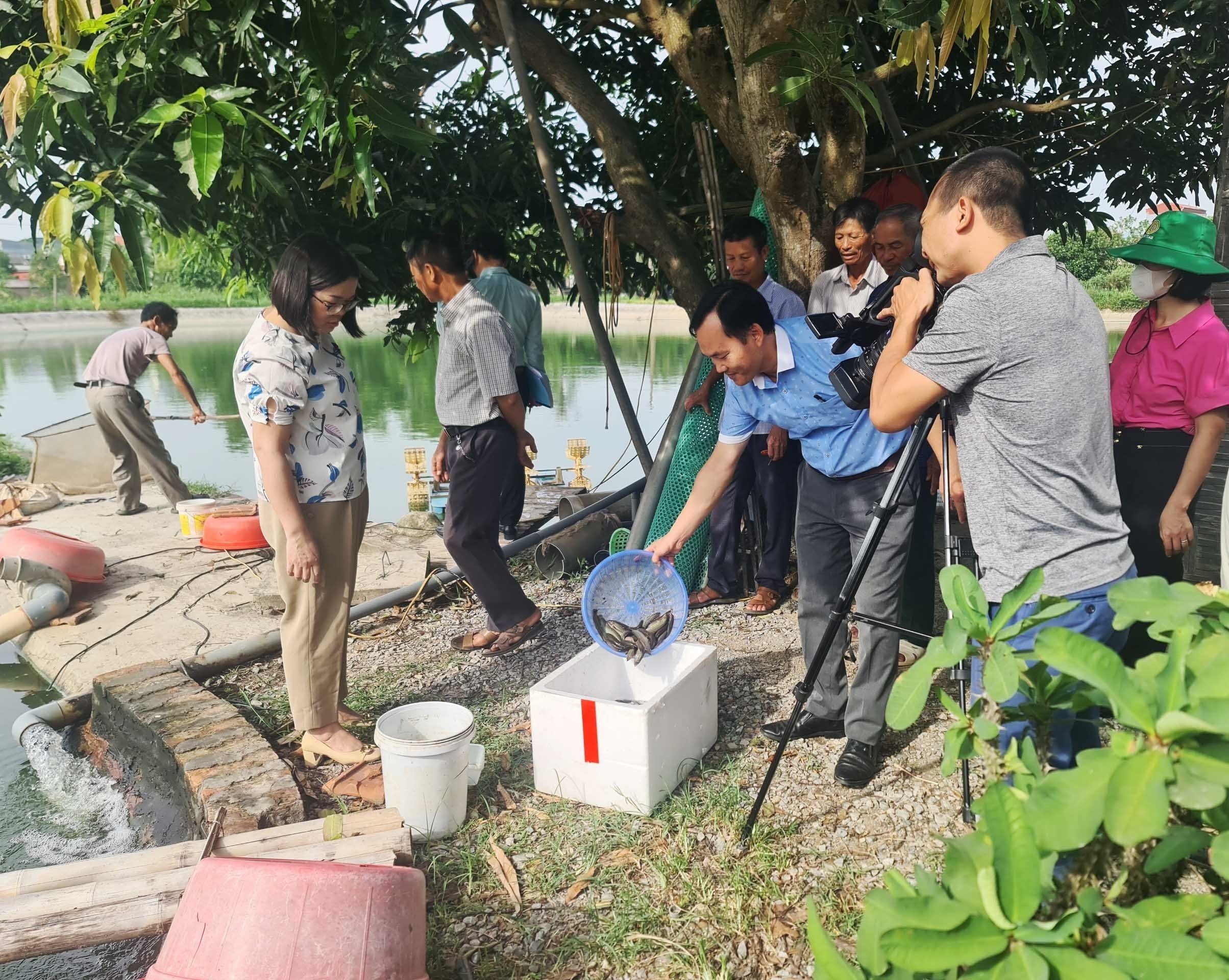 Mô hình nuôi cá chạch bùn thương phẩm cho hiệu quả kinh tế cao