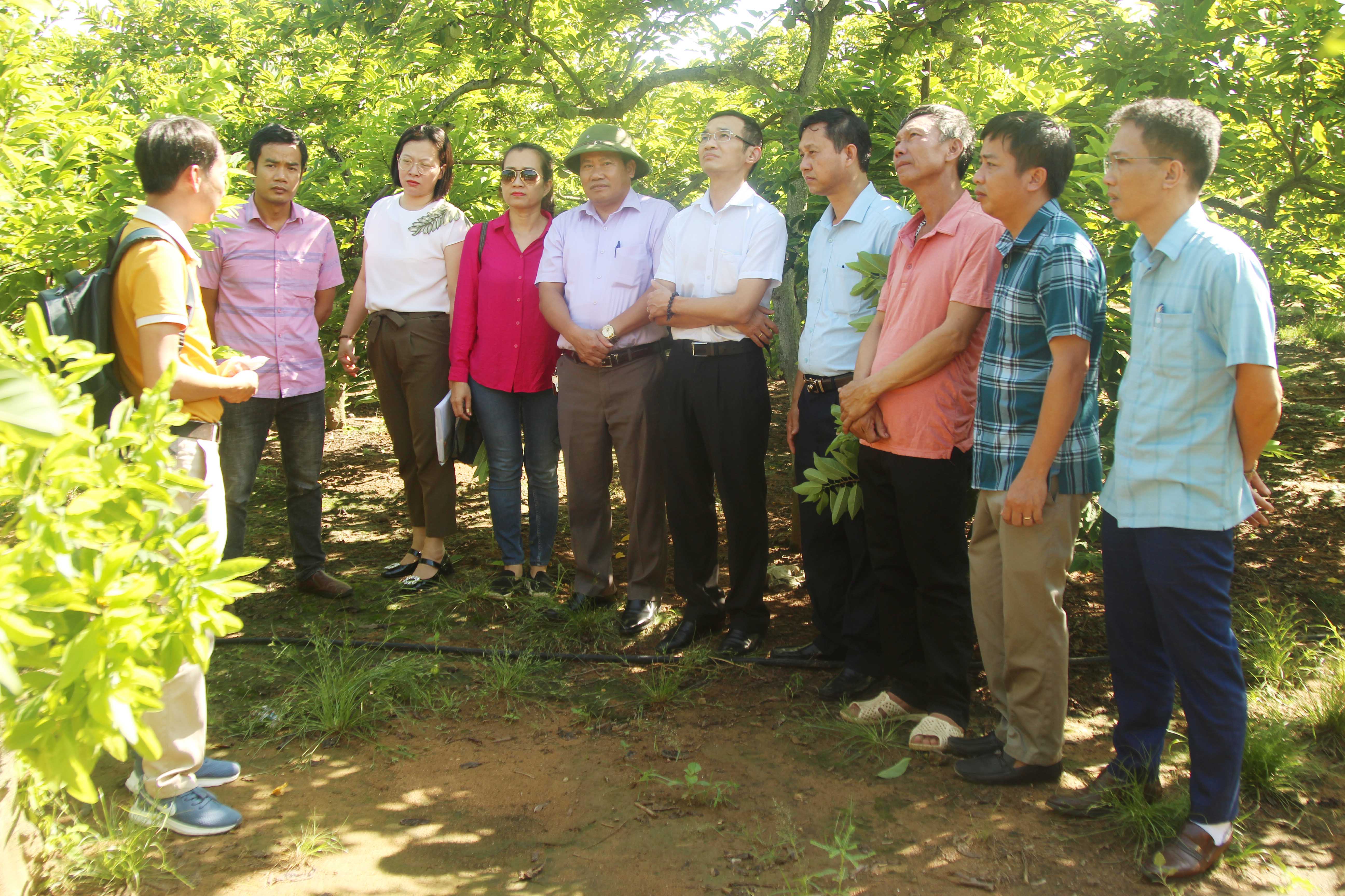 Ứng dụng tiến bộ khoa học kỹ thuật phòng, chống sâu bệnh hại trên cây ổi và na theo hướng an toàn