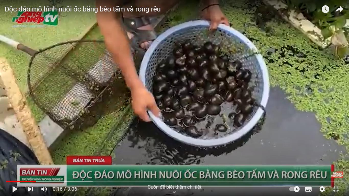 Video Clips: Độc đáo mô hình nuôi ốc bằng bèo tấm và rong rêu