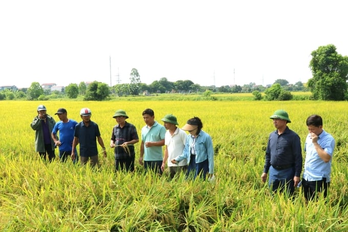 Trồng lúa không cày bừa, lợi nhuận cao hơn 4 triệu đồng/ha so với truyền thống