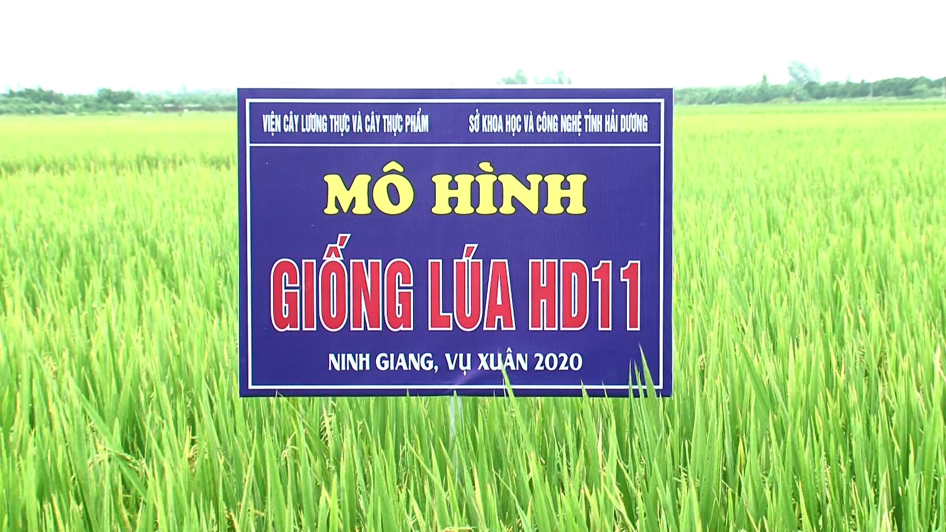 Video: Ứng dụng kỹ thuật KHCN sản xuất giống lúa chất lượng cao HD 11 và Gia lộc 37 trên địa bàn tỉnh Hải Dương