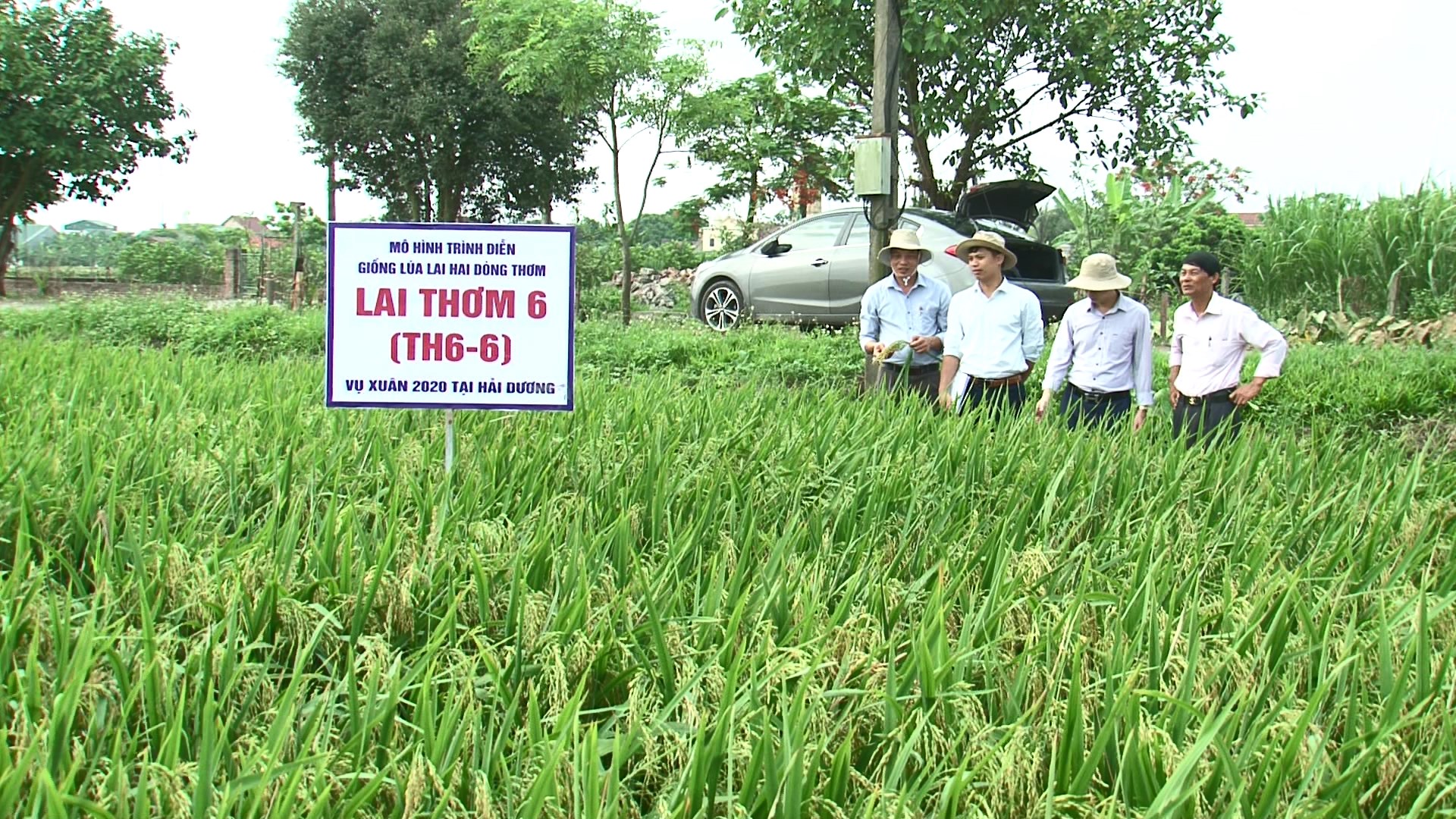 Hội thảo đầu bờ: Mô hình sản xuất lúa lai TH6-6 tại Hải Dương