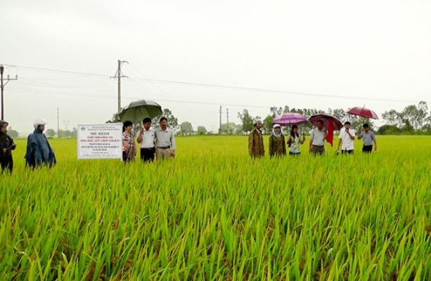 BoT1, giống lúa năng suất cao, gạo ngon, cơm dẻo