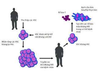 Sử dụng HSC - Hướng tiếp cận mới trong chữa trị HIV