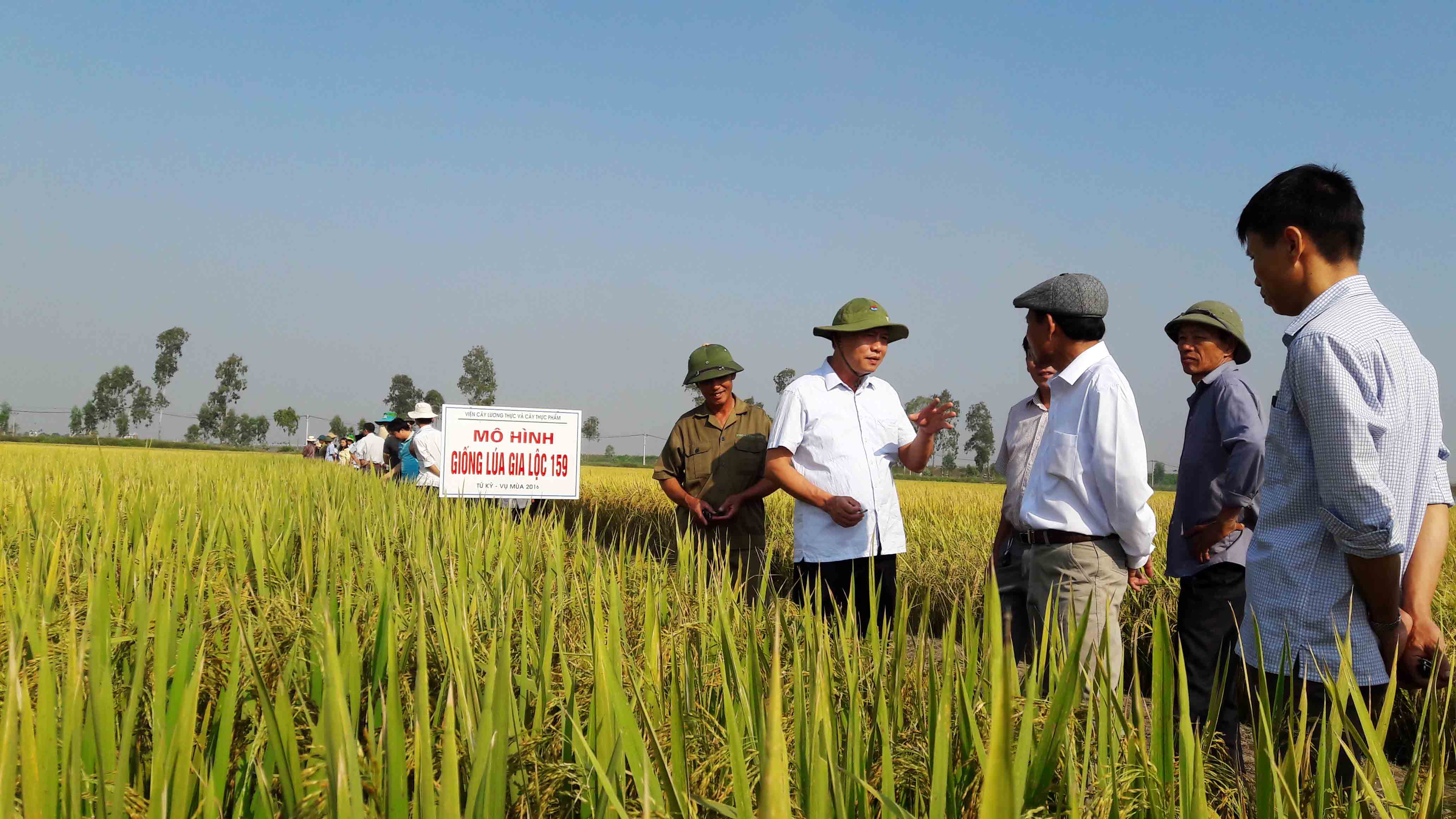 Giống lúa GL 159 cho năng suất, chất lượng cao