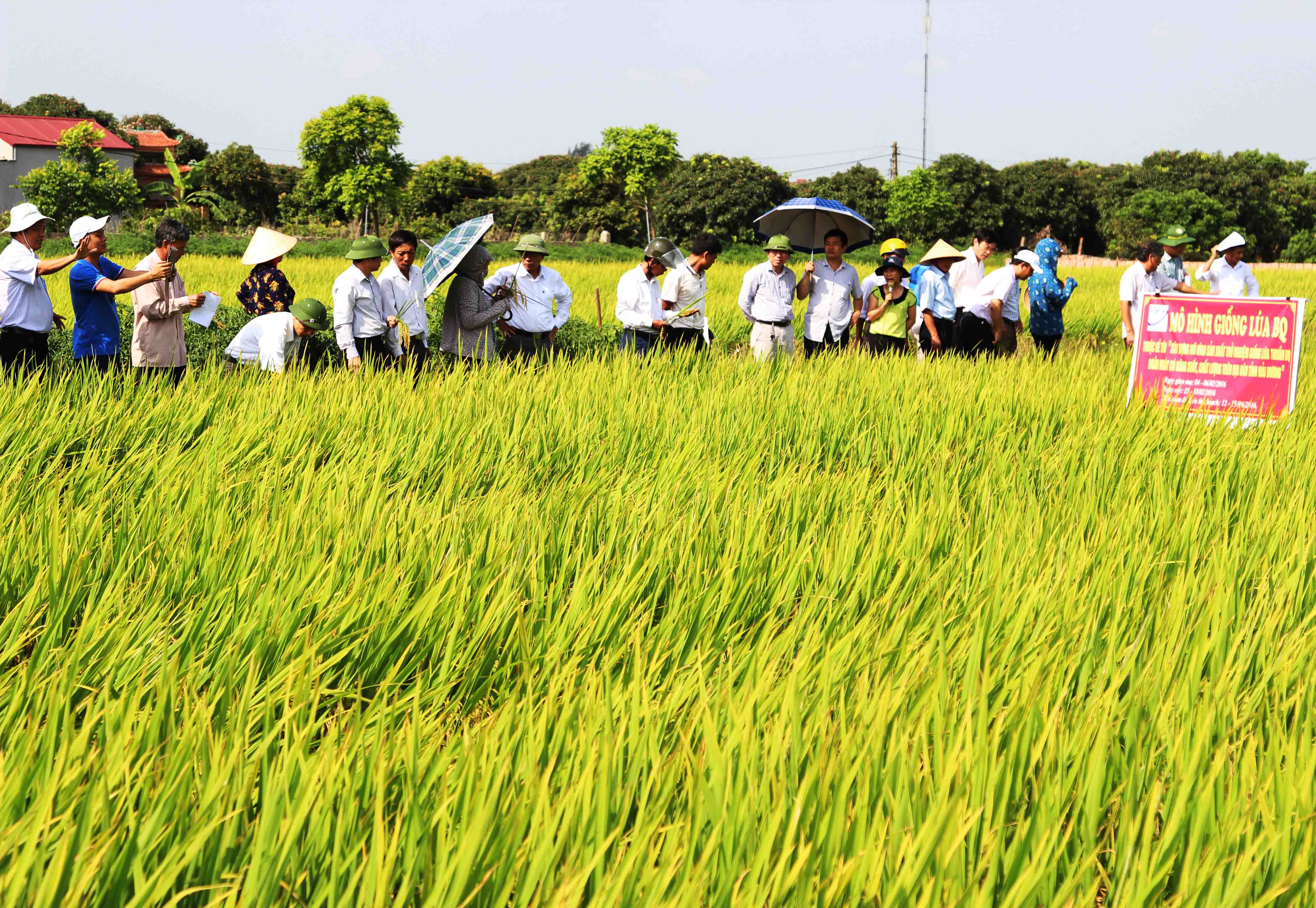 Hải Dương: Sản xuất thử nghiệm giống lúa thuần BQ ngắn ngày có năng suất, chất lượng