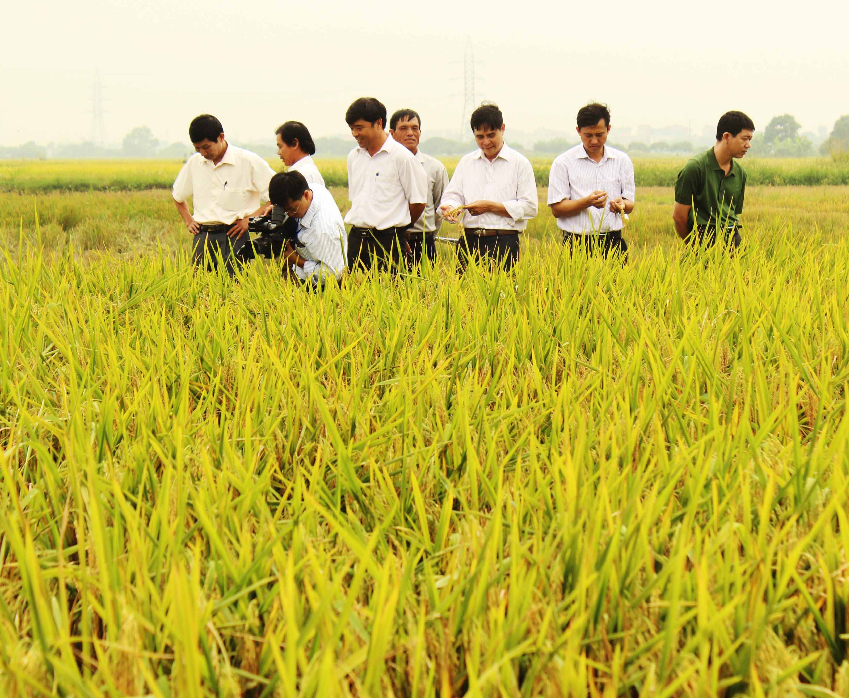 Huyện Cẩm Giàng: Đẩy mạnh phát huy tiềm năng trong sản xuất nông nghiệp