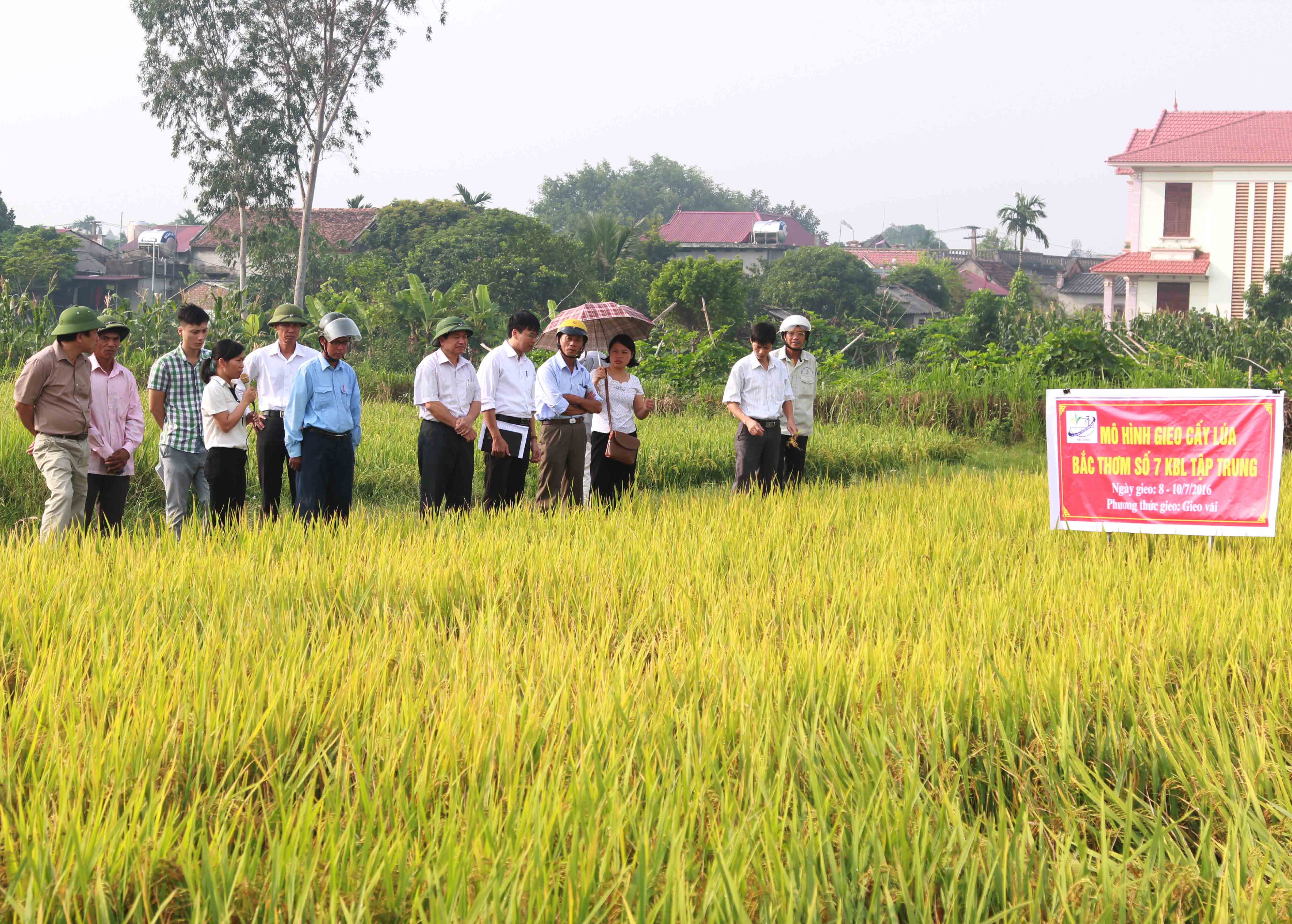 Mô hình mở rộng giống lúa Sơn Lâm 2 và Bắc thơm số 2 KBL