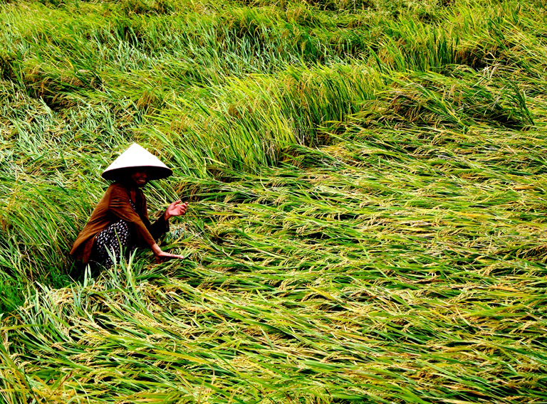 Sở Nông nghiệp và Phát triển nông thôn: tăng cường chỉ đạo ứng phó với bão số 03