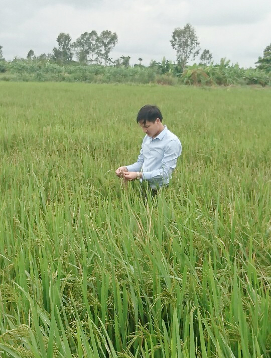 Công ty Cổ phần Kim Chính:Bước đầu áp dụng khoa học và công nghệ sản xuất gạo hữu cơ