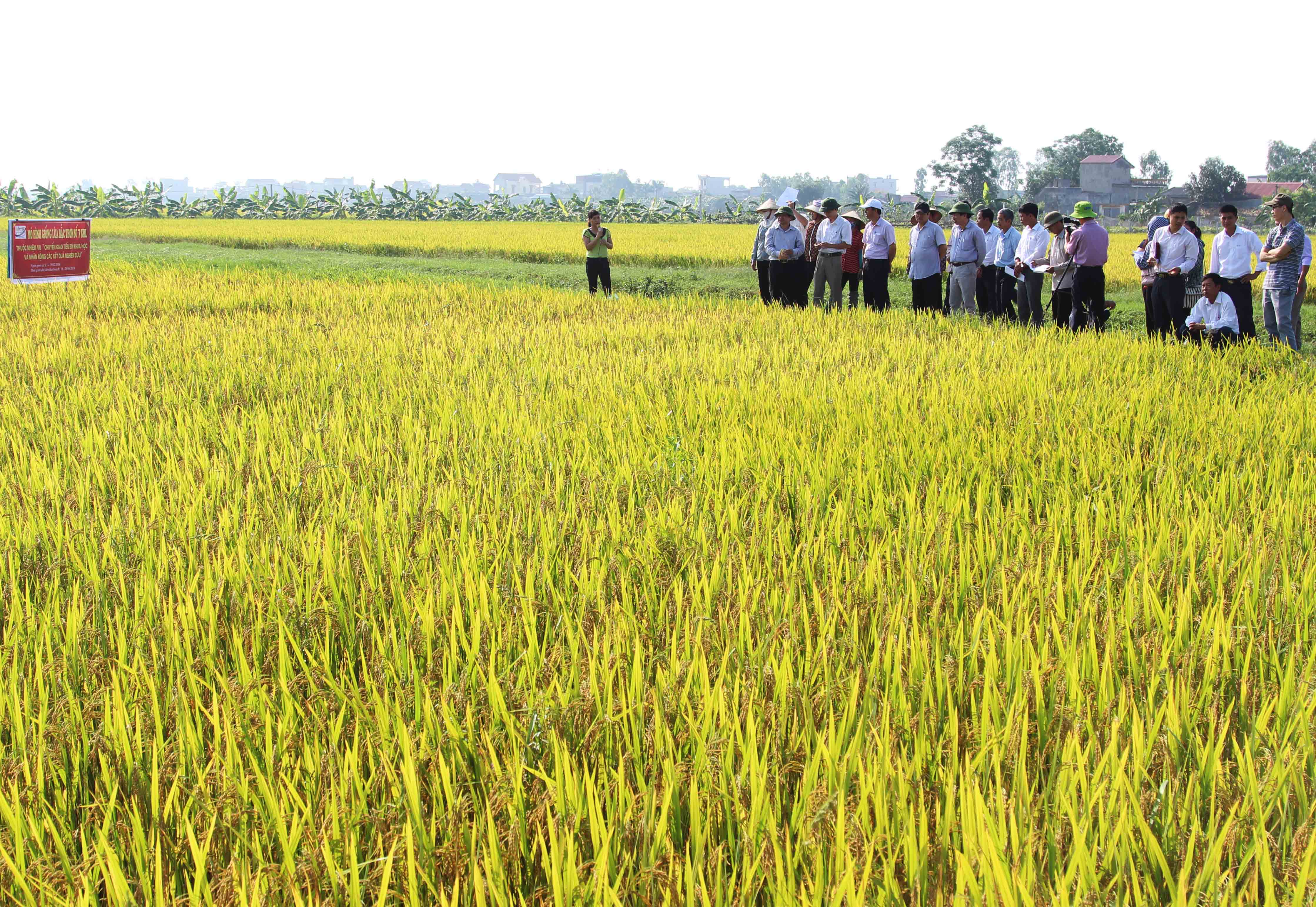 Xây dựng mô hình mở rộng giống lúa Sơn Lâm 2 và Bắc thơm số 7 KBL