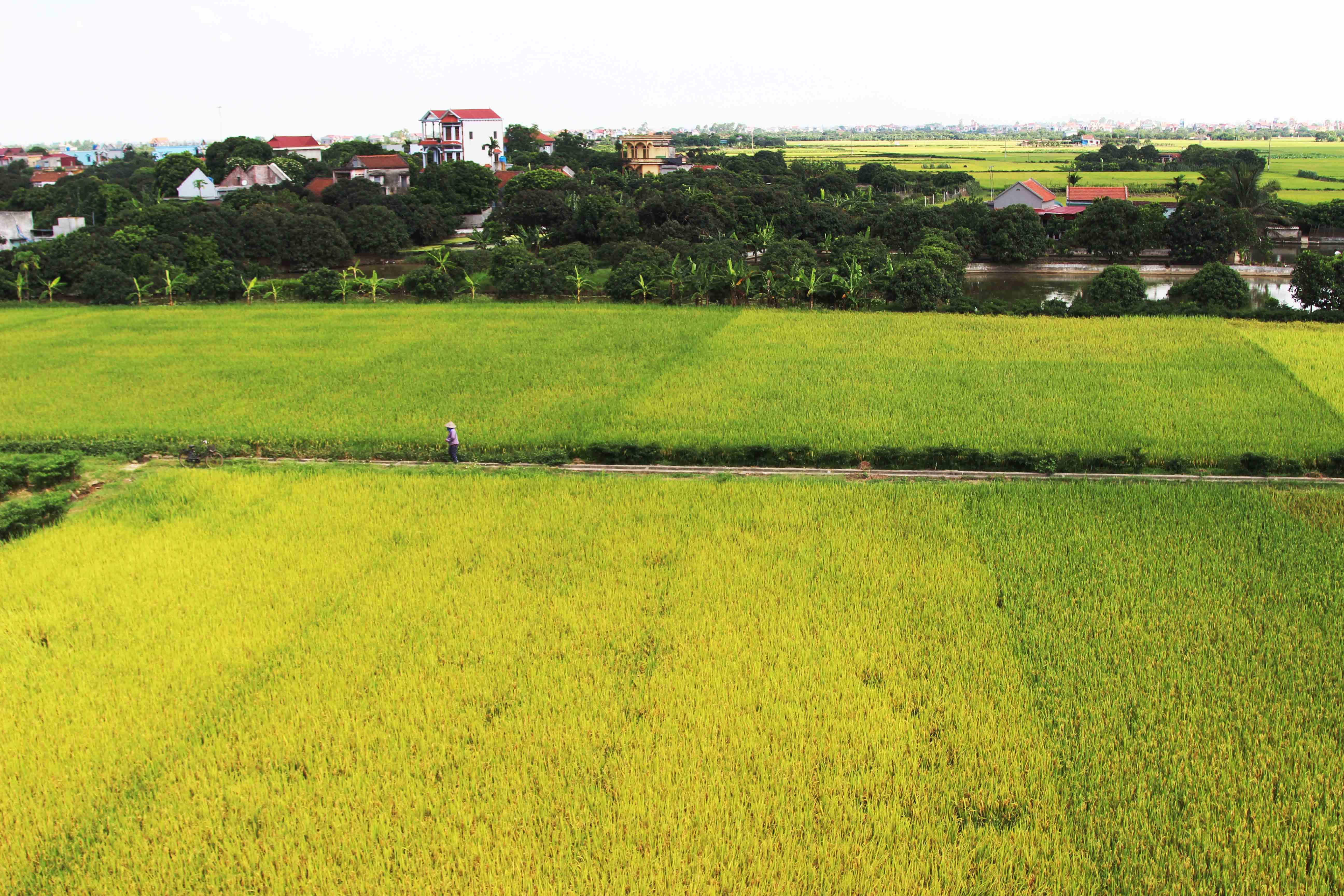 Hải Dương: tăng cương thu chiêm làm mùa