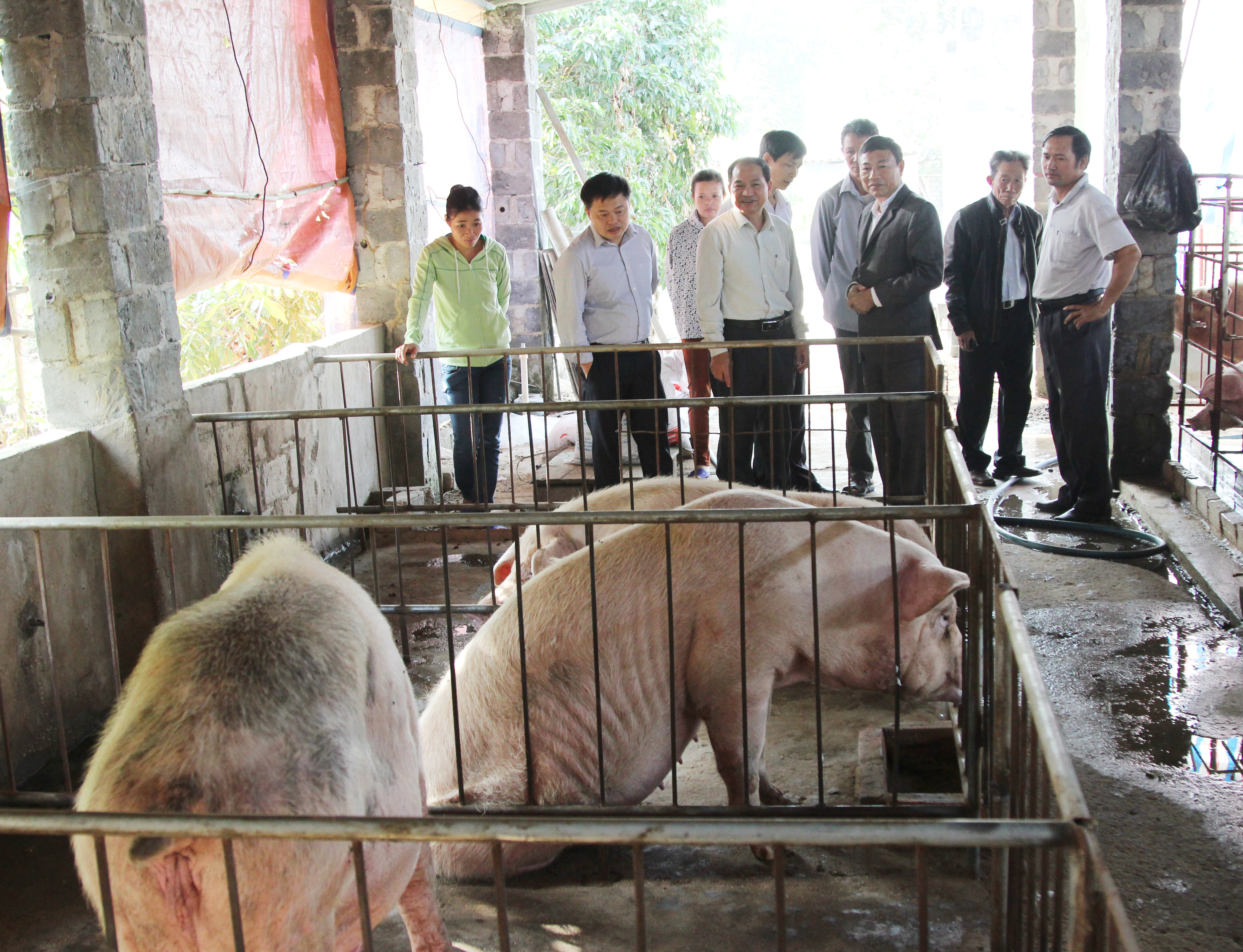 Phòng chống dịch bệnh bảo vệ đàn gia súc, gia cầm trong đông xuân