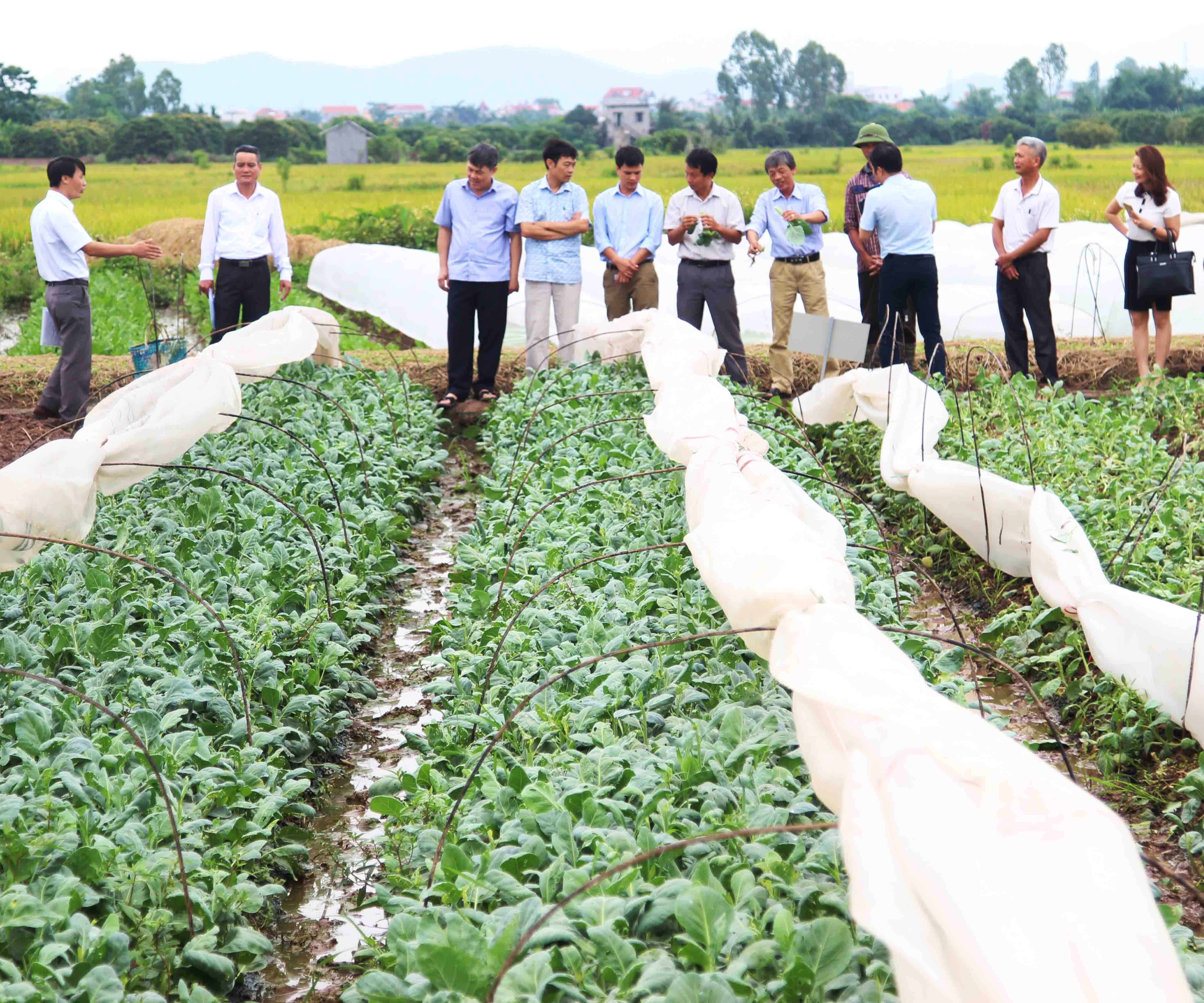 Mô hình sản xuất trình diễn một số giống rau mới có giá trị kinh tế cao