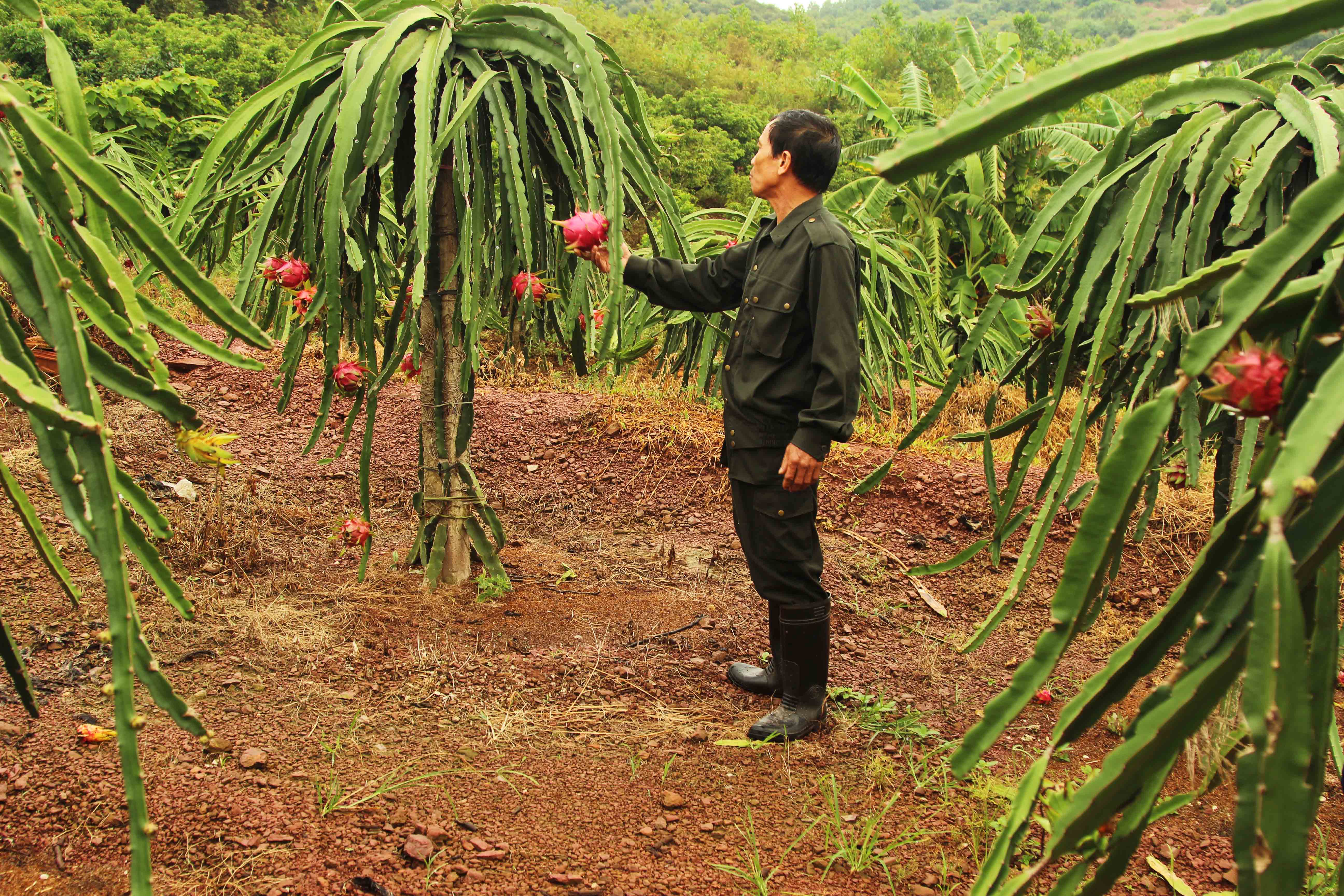 Hải Dương: Ứng dụng kỹ thuật thâm canh một số giống cây ăn quả năng suất chất lượng