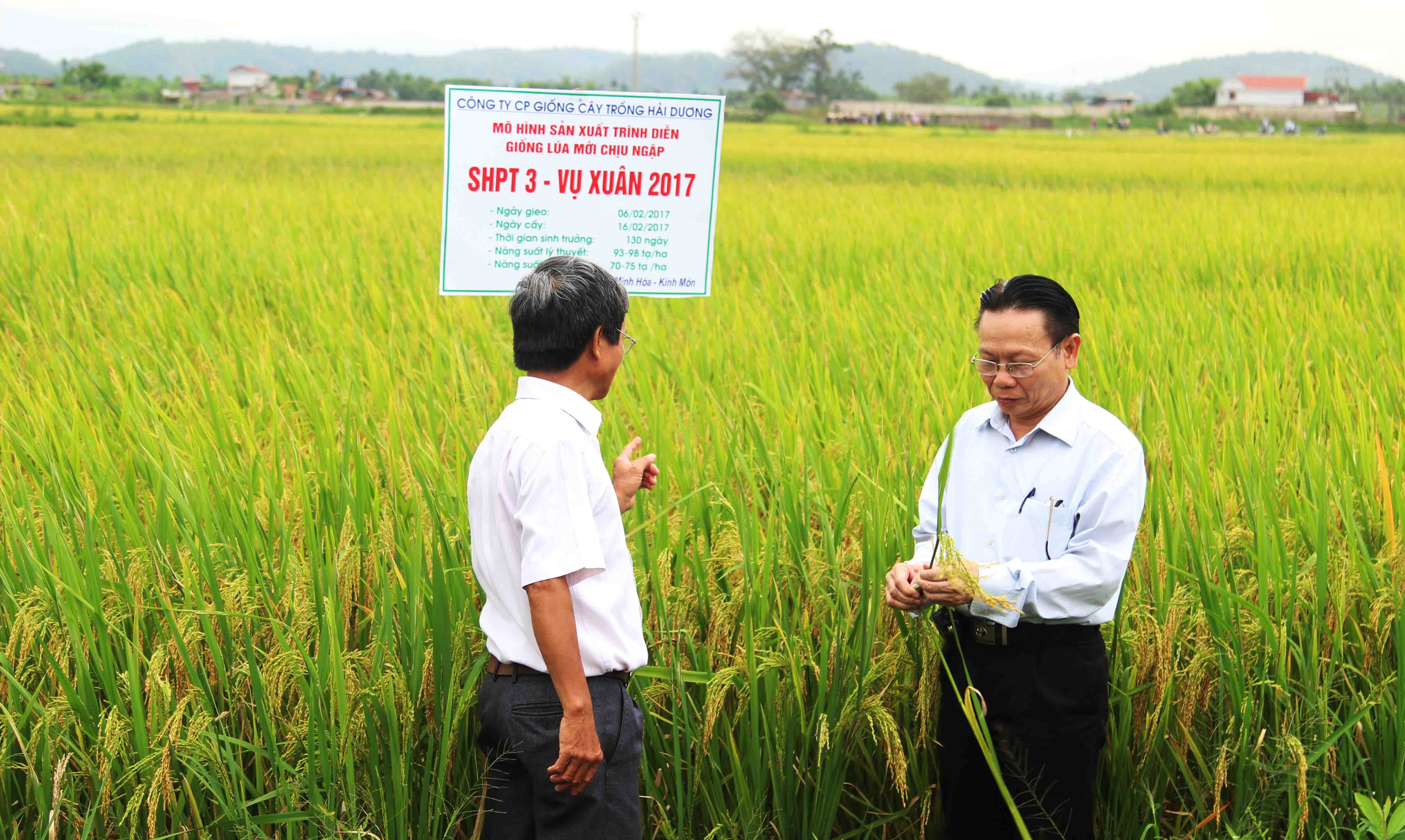 Giống lúa mới SHPT 3 chịu ngập, năng suất cao tại các vùng hay ngập úng