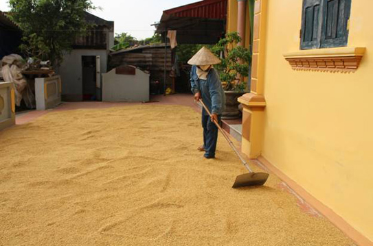 Thu hoạch và bảo quản lúa gạo