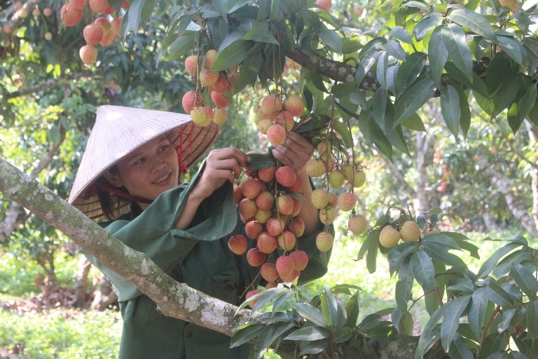 Hạn chế vải thiều bị nứt vỏ