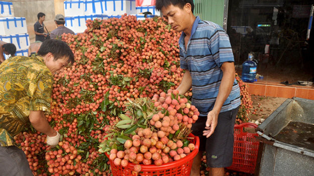  Khai thác giá trị vô hình từ cây vải 