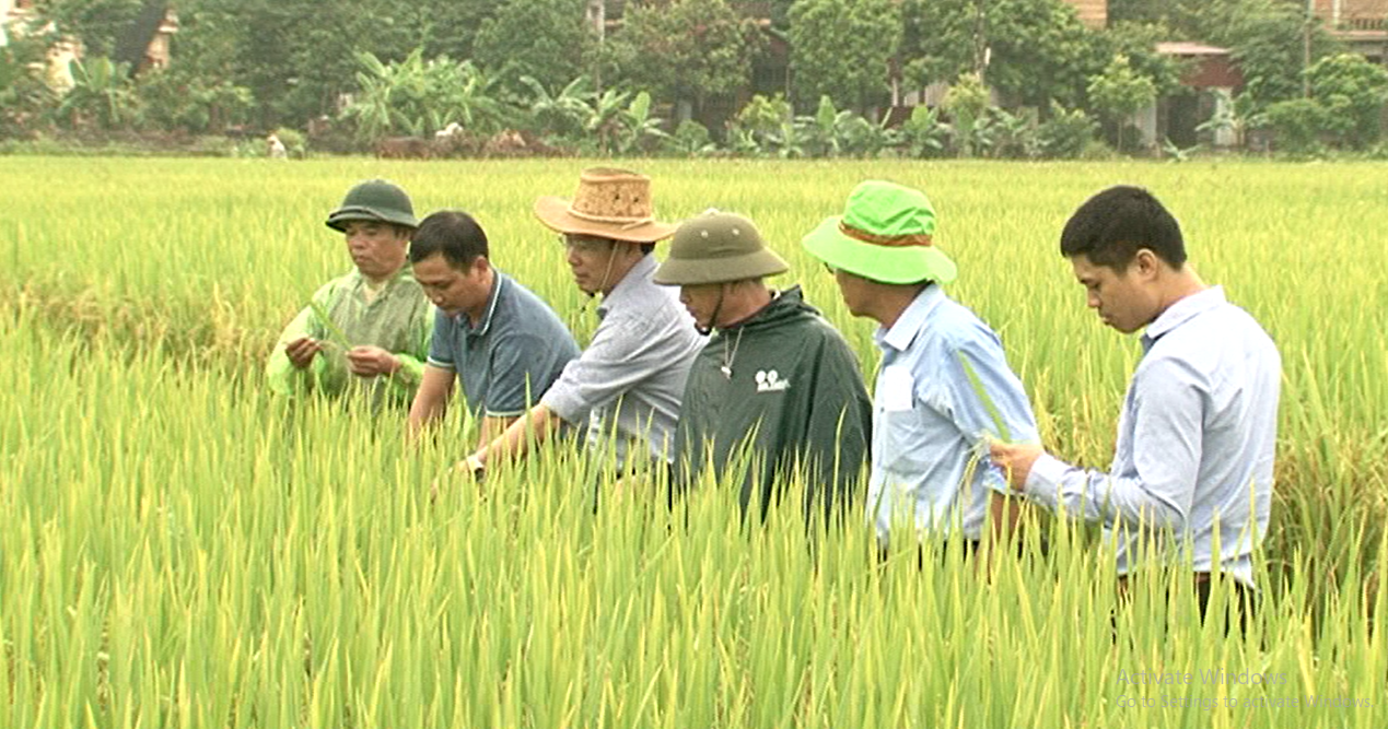 Xây dựng mô hình sản xuất giống lúa mới N25 ngắn ngày phục vụ luân canh tăng vụ tại Hải Dương