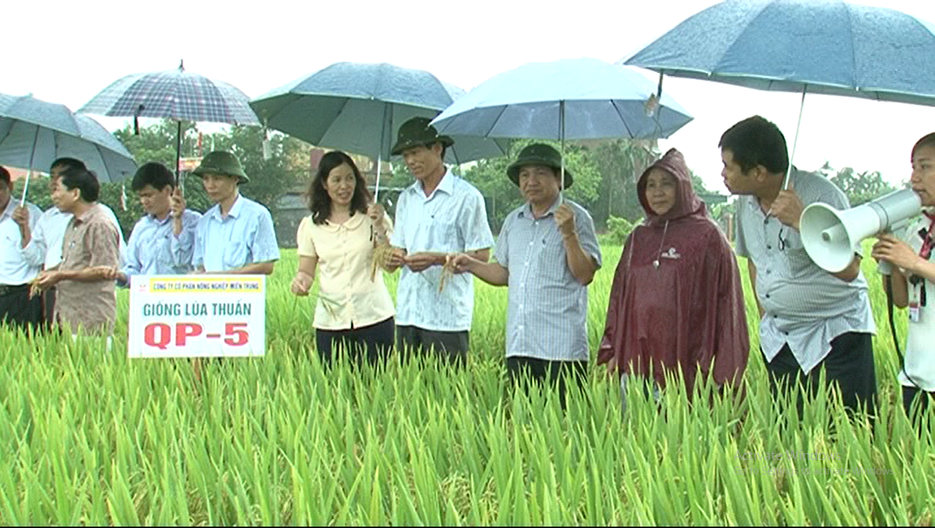 Sản xuất thử giống lúa QP5 ngắn ngày năng suất, chất lượng cao trên địa bàn tỉnh Hải Dương