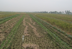 Kỹ thuật trồng bí xen ngô nếp