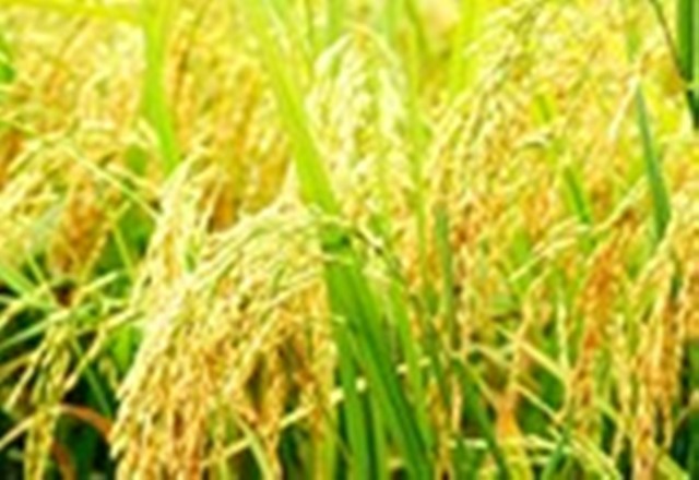 Bản đồ công nghệ giúp nâng cao giá trị sản phẩm lúa gạo