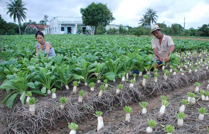 Kỹ thuật trồng rau cải củ.