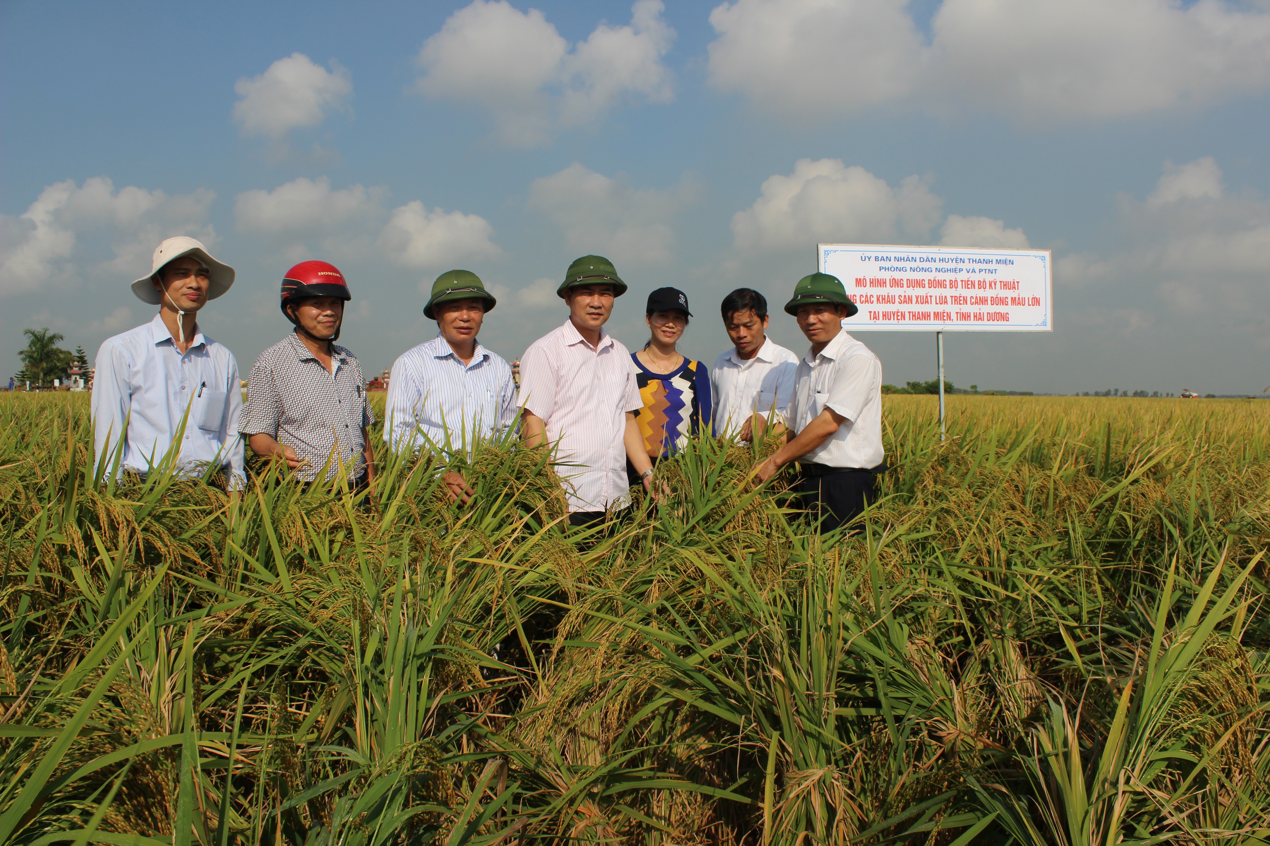 Ứng dụng đồng bộ tiến bộ kỹ thuật trong sản xuất lúa tạo bước phát triển mới trong sản xuất lúa ở Thanh Miện