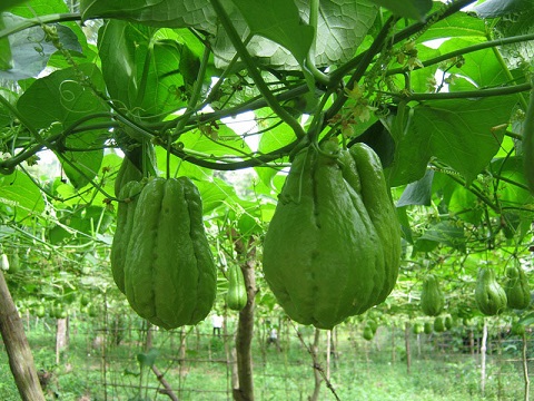  Kỹ thuật trồng su su cho nhiều ngọn, sai quả